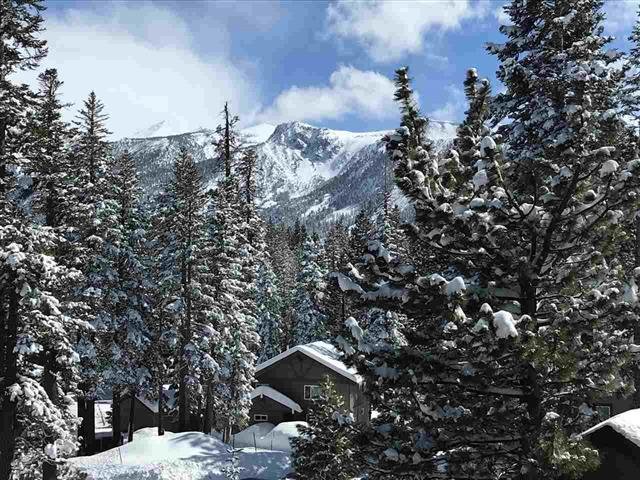 Tyrolean Pines